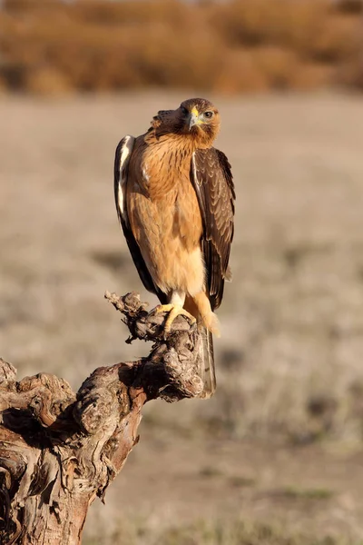 Dwuletnia Samica Bonelli Eagle Swojej Ulubionej Grzędzie Wczesnym Świetle Dnia — Zdjęcie stockowe