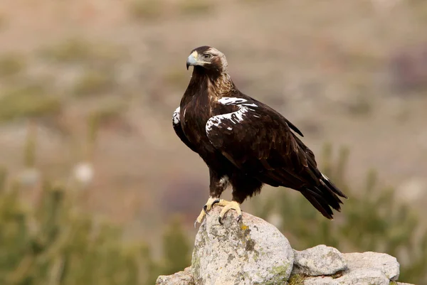 İspanyol İmparatorluk Kartalı Aquila Adalberti 'nin yetişkin dişisi.