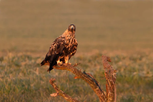 Vier Jaar Oude Spaanse Keizerarend Met Het Eerste Ochtendlicht Een — Stockfoto