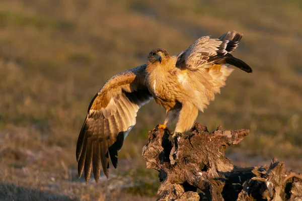 Een Jaar Oude Spaanse Keizerarend Zijn Favoriete Plek Bij Het — Stockfoto