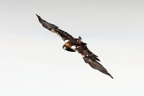 Vuxen Spansk Imperial Eagle Flyger Med Det Första Ljuset Dagen — Stockfoto