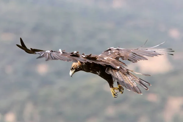 Erwachsener Spanischer Kaiseradler Fliegt Mit Dem Ersten Tageslicht — Stockfoto