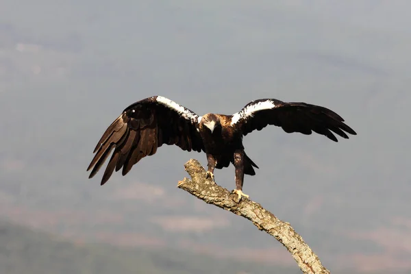 Yetişkin İspanyol İmparatorluk Kartalı günün ilk ışıklarıyla favori tüneğinde