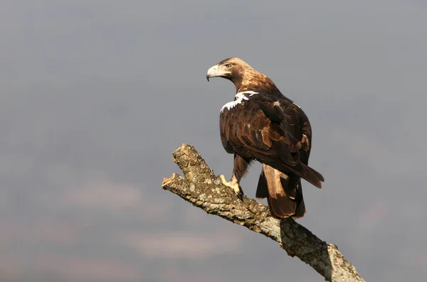 Adult Spanish Imperial Eagle Its Favorite Perch First Light Day — Stock Photo, Image
