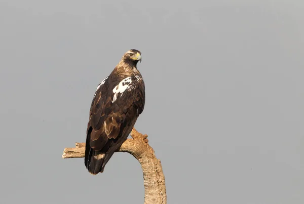 Águila Imperial Española Adulta Percha Favorita Primera Hora Del Día —  Fotos de Stock