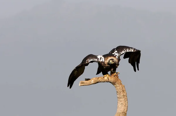 Adult Spanish Imperial Eagle Its Favorite Perch First Light Day — Stock Photo, Image