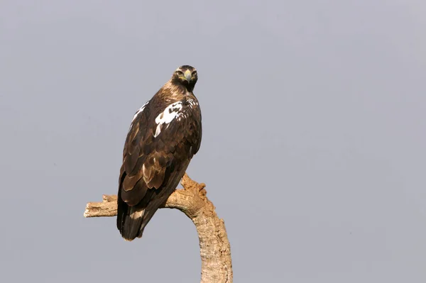 Adult Spanish Imperial Eagle Στο Αγαπημένο Του Πέρκα Στο Πρώτο — Φωτογραφία Αρχείου