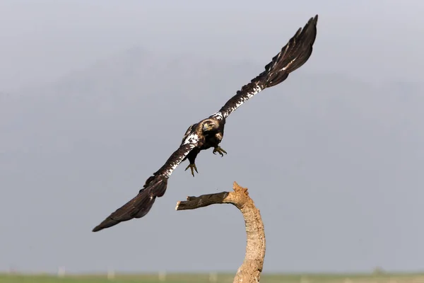 Erwachsener Spanischer Kaiseradler Fliegt Mit Dem Ersten Tageslicht — Stockfoto