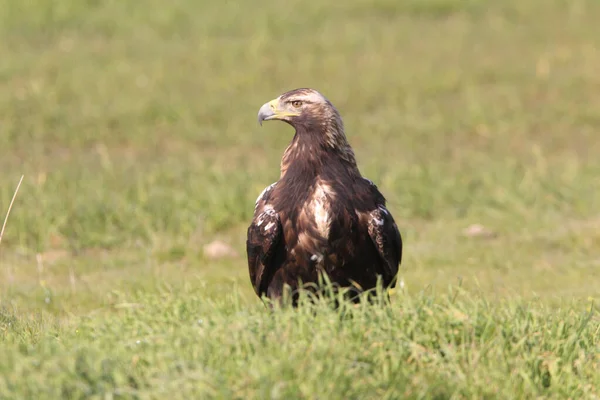 Adult Spanish Imperial Eagle Its Favorite Perch First Light Day — Stock Photo, Image