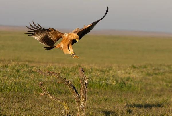 Een Jaar Oude Spaanse Keizerarend Zijn Favoriete Plek Bij Het — Stockfoto