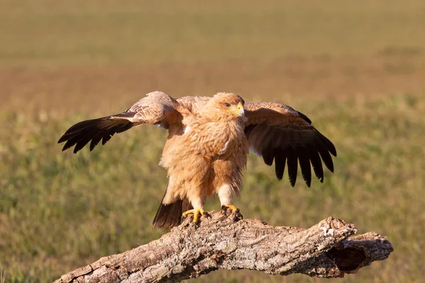 Bir yaşındaki İspanyol İmparatorluk Kartalı günün ilk ışıklarıyla en sevdiği yerde.