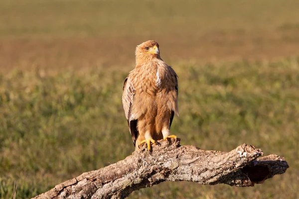 Bir yaşındaki İspanyol İmparatorluk Kartalı günün ilk ışıklarıyla en sevdiği yerde.