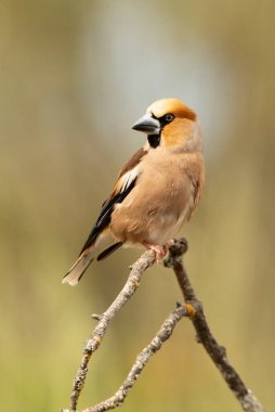 Hawfinch, yazın öğleden sonra ışıklarının altında, doğal bir su birikintisinin yanındaki bir levrekte.