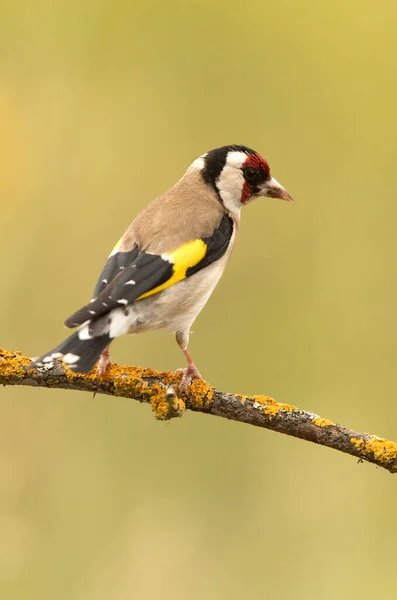 Europese Goudvink Met Laatste Avondlampjes Een Astak — Stockfoto