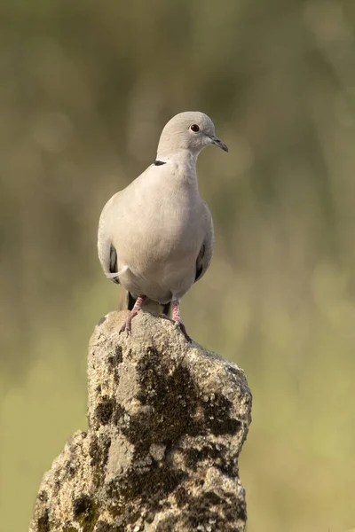 Collared Dove Perch Natural Water Point Summer Late Afternoon Lights — Stock Photo, Image