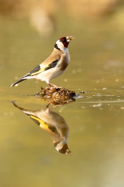 Chardonneret Européen Dans Les Dernières Lumières Soir Buvant Une Fontaine — Photo