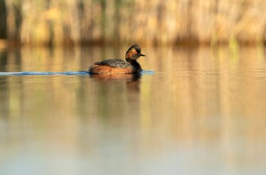 Güneşli bir günde İspanya 'nın orta kesimindeki bir bataklıkta şafak vakti siyah boyunlu bir yunus.