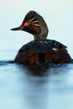 Güneşli bir günde İspanya 'nın orta kesimindeki bir bataklıkta şafak vakti siyah boyunlu bir yunus.