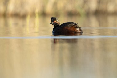 Güneşli bir günde İspanya 'nın orta kesimindeki bir bataklıkta şafak vakti siyah boyunlu bir yunus.