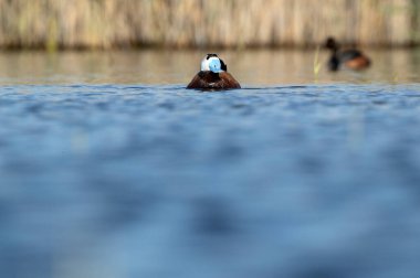 Güneşli bir günde İspanya 'nın orta kesimindeki bir bataklıkta şafak vakti beyaz başlı erkek ördek tüyü.