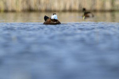 Güneşli bir günde İspanya 'nın orta kesimindeki bir bataklıkta şafak vakti beyaz başlı erkek ördek tüyü.