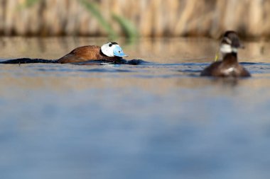 Güneşli bir günde İspanya 'nın orta kesimindeki bir bataklıkta şafak vakti beyaz başlı erkek ördek tüyü.