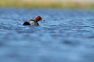 Orta İspanya 'daki bir gölde günün ilk ışıklarıyla tüy üreten sıradan bir erkek.