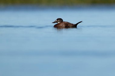 Güneşli bir günde İspanya 'nın orta kesimindeki bir bataklıkta şafak vakti tüylü beyaz başlı dişi ördek.