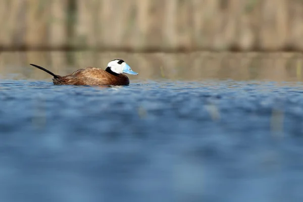 Canard Tête Blanche Mâle Plumage Reproduction Avec Première Lumière Aube — Photo