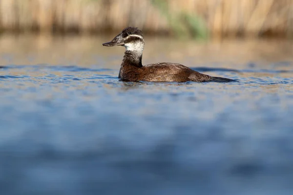 晴れた日にスペイン中部の湿地帯で夜明けの最初の光と繁殖の急落の女性の白い頭のアヒル — ストック写真