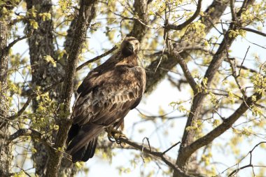 Günün ilk ışıklarıyla meşe ormanında Erkek Altın Kartal