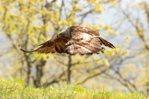 Man Gouden Adelaar Vliegen Een Eikenbos Met Het Eerste Daglicht — Stockfoto