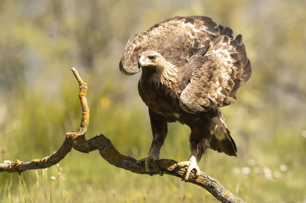 Kvinna Golden Eagle Ekskog Med Dagsljus — Stockfoto