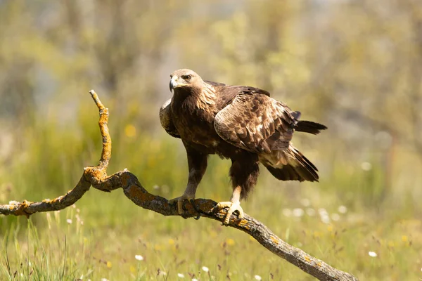 Female Golden Eagle Oak Forest First Light Day — Stock Photo, Image