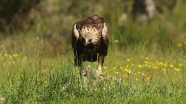Altın kartal dişi meşe ormanında günün ilk ışıklarıyla çiçekler, kayalar ve meşe ağaçları arasında yiyecek arıyor.