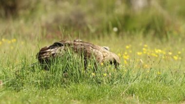 Altın kartal dişi meşe ormanında günün ilk ışıklarıyla çiçekler, kayalar ve meşe ağaçları arasında yiyecek arıyor.