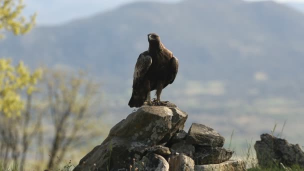 Aigle Royal Femelle Dans Une Forêt Chênes Avec Première Lumière — Video