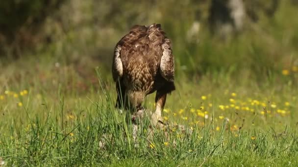 Altın Kartal Dişi Meşe Ormanında Günün Ilk Işıklarıyla Çiçekler Kayalar — Stok video