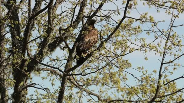 Aigle Royal Femelle Dans Une Forêt Chênes Avec Première Lumière — Video