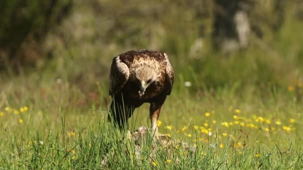 Guldörnshonan Ekskog Med Det Första Dagsljuset Som Söker Föda Bland — Stockvideo