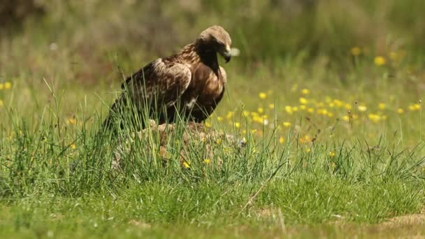 Aigle Royal Femelle Dans Une Forêt Chênes Avec Première Lumière — Video