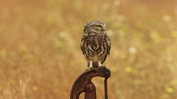 Little Owl Last Lights Afternoon His Favorite Watchtower Breeding Season — Vídeos de Stock