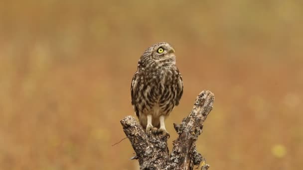Little Owl Last Lights Afternoon His Favorite Watchtower Breeding Season — Stock Video