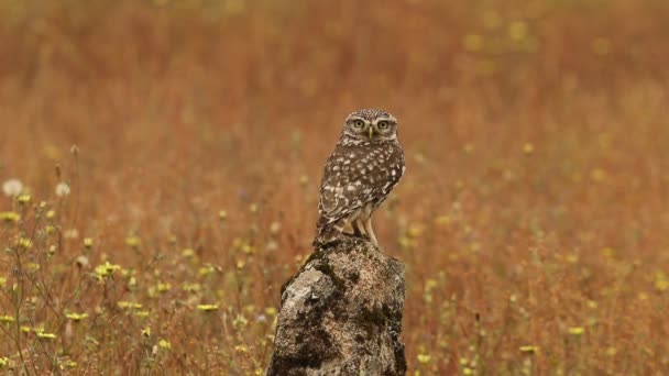 Little Owl Last Lights Afternoon His Favorite Watchtower Breeding Season — Vídeos de Stock