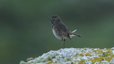 Male Bluethroat with the first light of dawn in the breeding season on a rock in his territory