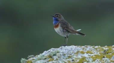 Male Bluethroat with the first light of dawn in the breeding season on a rock in his territory