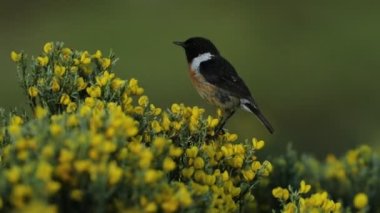 Üreme mevsiminin ilk ışıklarıyla, ortak taştan yapılmış bir erkek.
