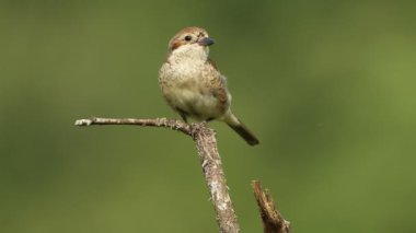 Kırmızı sırtlı dişi ördek şafak sökerken üreme mevsiminde en sevdiği gözetleme kulesinde