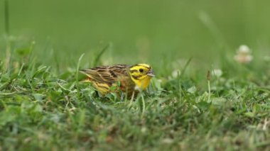 Erkek Yellowhammer, üreme mevsiminde şafak sökerken