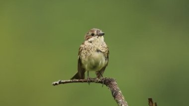 Kırmızı sırtlı dişi ördek şafak sökerken üreme mevsiminde en sevdiği gözetleme kulesinde